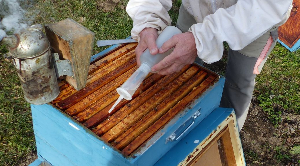 Apiculture: Traitement hivernal des ruches d'abeilles à l'acide oxalique  contre le Varroa destructor 